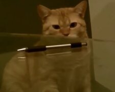 Katzen-Dieb. Quelle: Youtube Screenshot