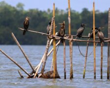 Olivenschildkröten und Elefanten auf der Müllhalde: Die Gewinner des Fotowettbewerbs wurden genannt