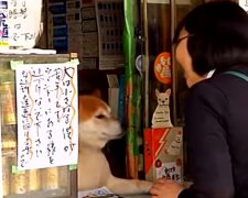 Der Hund arbeitet als Kassierer. Quelle: Youtube Screenshot