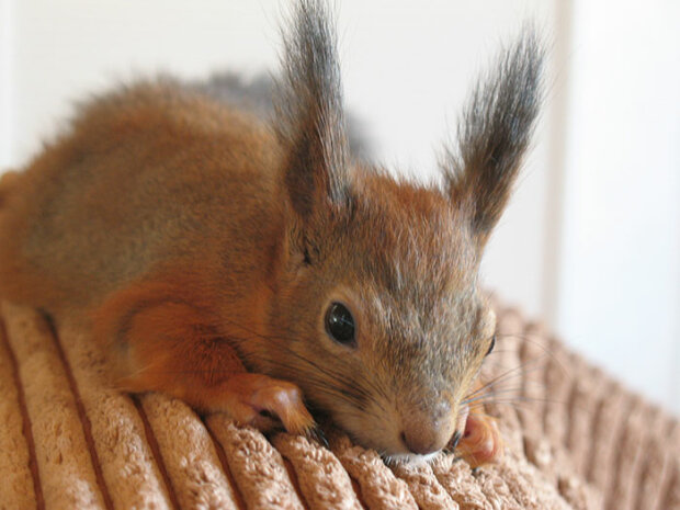 Rothaariges Baby: Die Geschichte der Rettung eines verlassenen Eichhörnchens