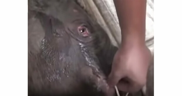 Ein Elefantenbaby weinte fünf Stunden lang, als man es von der Mutter trennte