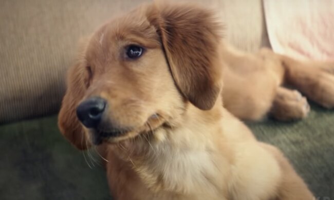 Hund. Quelle: Screenshot YouTube