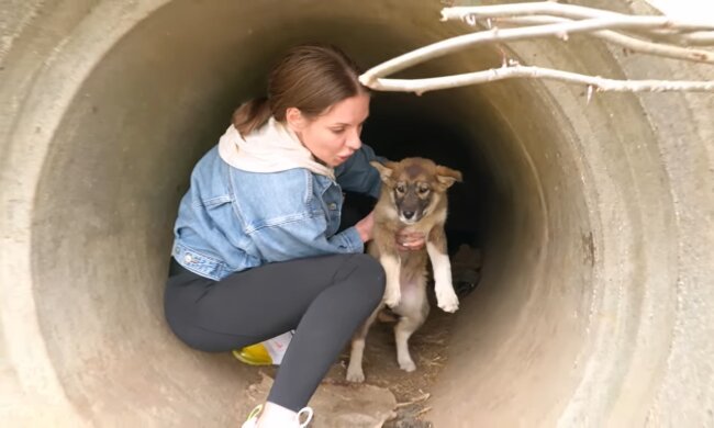 Hündin lebte im Rohr (Symbolbild). Quelle: Youtube Screenshot