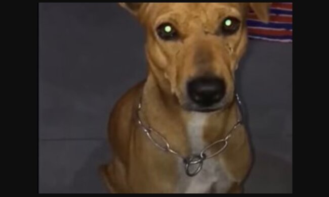 Ein einsamer Hund wartet einen Monat lang an der Anlegestelle auf seinen Besitzer und findet schließlich ein warmes Zuhause