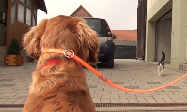 Mehr als Freund: Ein großer gelber Hund schiebt den Spazierwagen seines Besitzers der nicht laufen kann