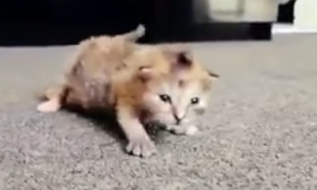 Kätzchen Hazel. Quelle: Screenshot Youtube