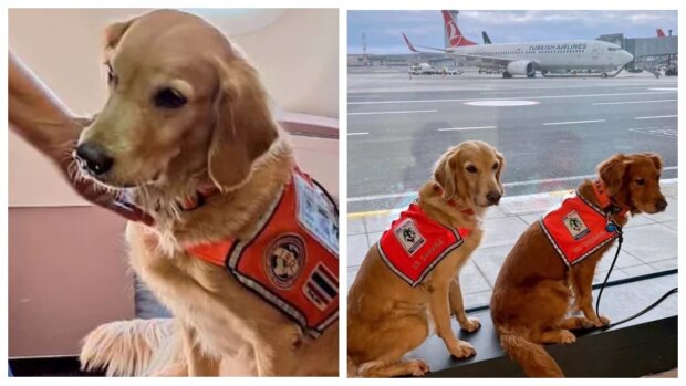 Rettungshunde. Quelle: Turkish Airlines