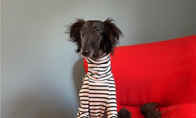 Hündin Hazel. Quelle: Instagram