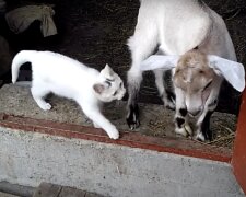 Ziege und Katze. Quelle: Screenshot YouTube