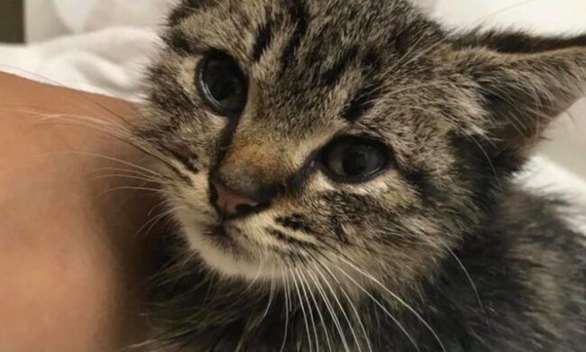 Kleines Kätzchen. Quelle: Screenshot Youtube