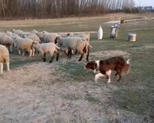 Border Collie beim Schafehüten. Quelle: Youtube Screenshot