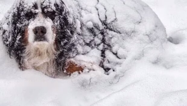 Der Hund im Schnee. Quelle: Screenshot YouTube