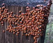 Ein erstaunlicher Schwärm von niedlichen Insekten. Quelle: Screenshot YouTube