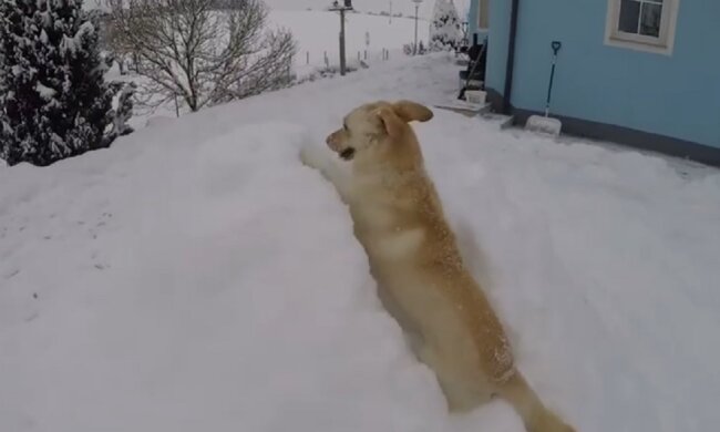 Die Besitzerin erfüllte das Versprechen, das sie dem Hund gegeben hatte, der die Welt verließ