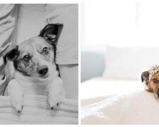 Familienfoto, Hund. Quelle: Screenshot
