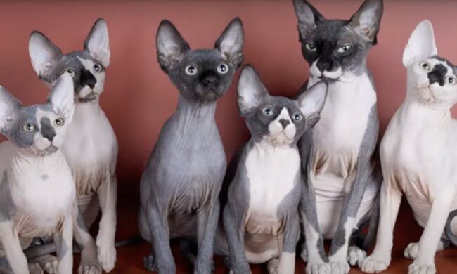 Katzen. Quelle: Screenshot YouTube