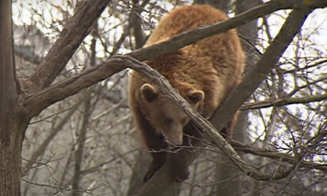 Geschichte über die Rettung einer Bärin: Die 11-jährige Jambolina findet neue Freunde