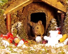 Der Mann fand Mäuse in seinem Hof, aber er hat sie nicht hinausgeworfen, sondern ein Dorf für sie gebaut