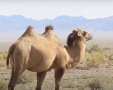 Kamele. Quelle: Screenshot YouTube