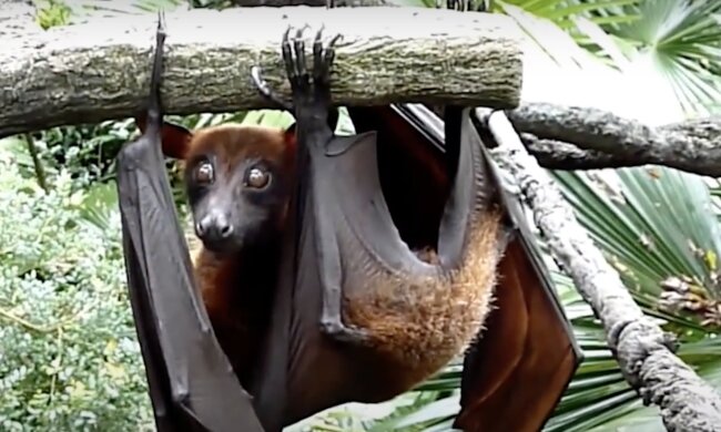 Flughund. Quelle: Screenshot YouTube