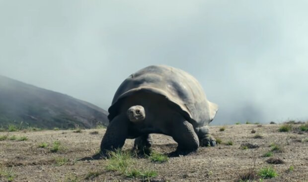 Eine riesige Schildkröte. Quelle: YouTube Screenshot
