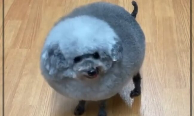 Entzückender pelziger Freund. Quelle: Screenshot YouTube