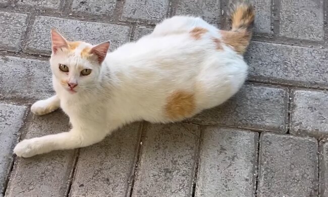 Die traurige Geschichte einer streunenden Katze. Quelle: Youtube Screenshot