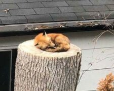 Ein Fuchs, der ruhig auf einem großen Baumstumpf schläft, hat Tausende von Menschen auf der ganzen Welt erstaunt und interessiert