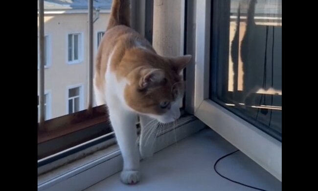 Streunende Katze. Quelle: Screenshot Youtube