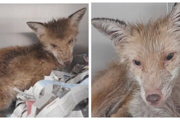 Der Fuchs brauchte Hilfe, nachdem er gerettet worden war. Quelle: petpop.сom