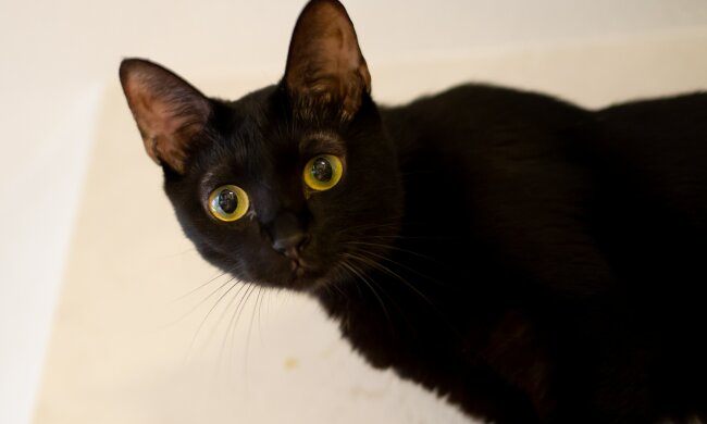 Verwandte stritten lange Zeit um die Erbe: Die Katze des Anwalts konnte den Streit schlichten, Details