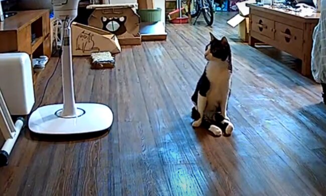 Mehr als treu: Der Kater kann nicht auf den Hinterbeinen laufen, aber wartet vor der Tür darauf, dass sein Besitzer von der Arbeit nach Hause kommt