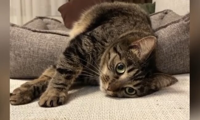 Kater. Quelle: Screenshot Youtube