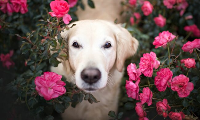 Wertvolle Ratschläge für fürsorgliche Hundebesitzer. Quelle: Screenshot YouTube