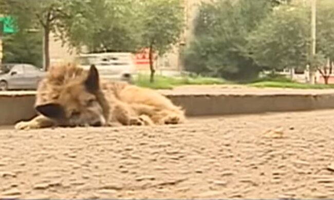 Ungücklischer Hund. Quelle: Screenshot YouTube