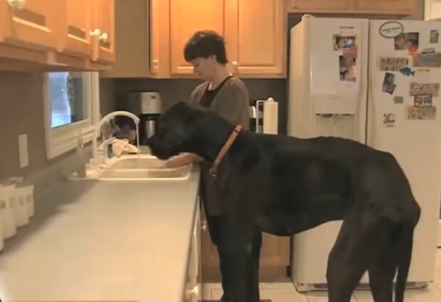 Der größte Hund der Welt. Quelle: Screenshot Youtube