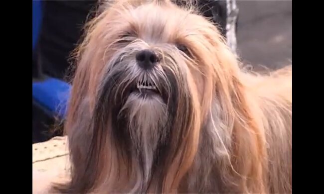 Hund. Quelle: Screenshot