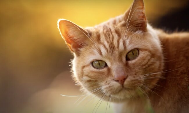 Katze. Quelle: Screenshot YouTube