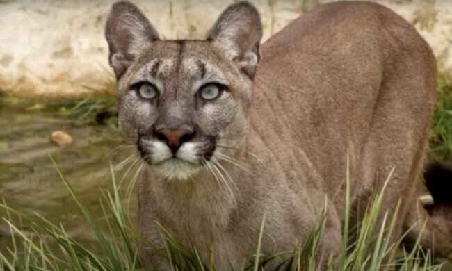 Mutterloses Pumababy sucht Schutz im Tierheim. Quelle: Youtube Screenshot