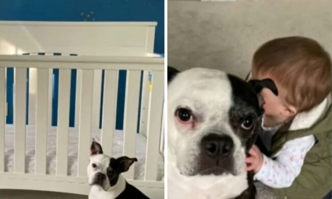Boston Terrier hat dem Mädchen das Leben gerettet. Quelle: Screenshot