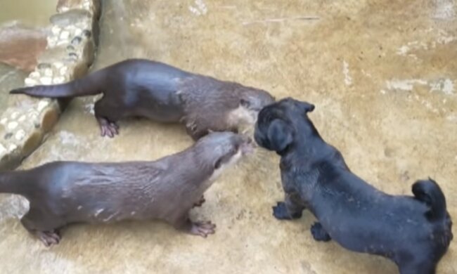 Сharmante erste Bekanntschaft. Quelle: Screenshot YouTube