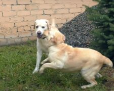 Verliebte Hunde. Quelle: Screenshot YouTube