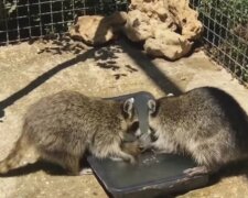 Fürsorgliche Eltern: Wie Waschbären ihre Kinder waschen