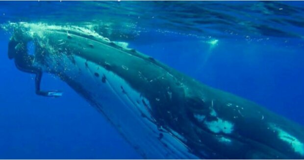 “Ich bin froh, dass es mir passiert ist”: der Wal schwamm zur Frau, um ihr Leben zu retten