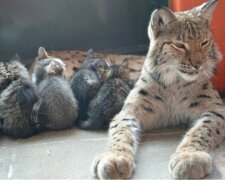 Der Luchs aus dem Zoo, der zuvor Welpen, Waschbären und Bärchen aufgezogen hat, kümmert sich jetzt um Kätzchen