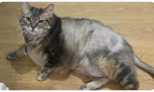 Big Bertha. Quelle: mirror.com