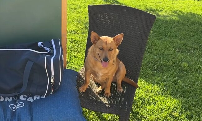 Professor Ginger. Quelle: Screenshot Youtube