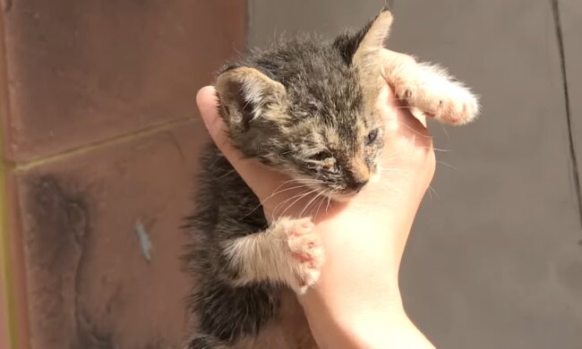 Kätzchen. Quelle: Youtube Screenshot