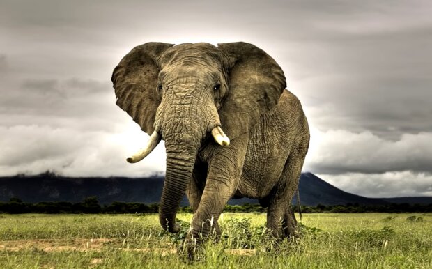 Elefant. Quelle: Screenshot Youtube