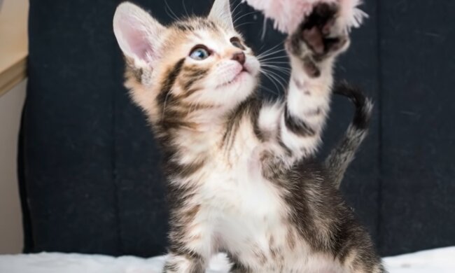 Petal. Quelle: YouTube Screenshot